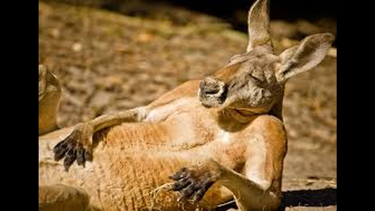 Amazing animal video