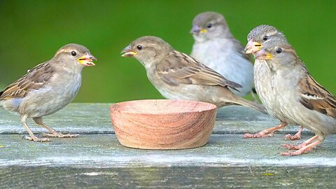 House Sparrows are Chattering at the Feeding Bowl for the Latest Flock Gossip