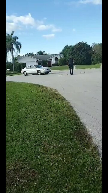 Florida dog puts car in reverse and drives in circles for an hour