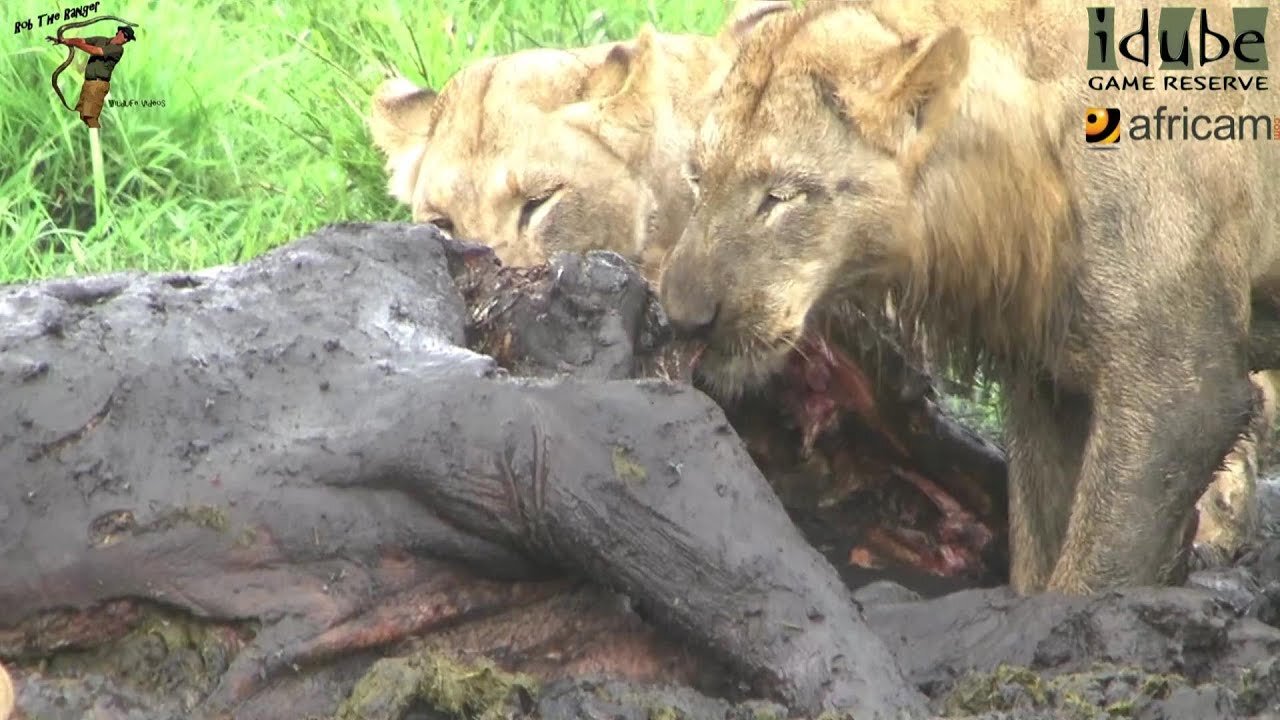 Hyenas And Lions Scavenge From A Hippo