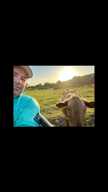 Quick homestead update!