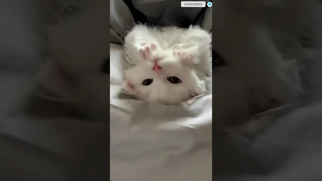 funny cat videos | cute cat videos| cute animals funny cats #shorts #shortsfunny #cutecat #funnycat