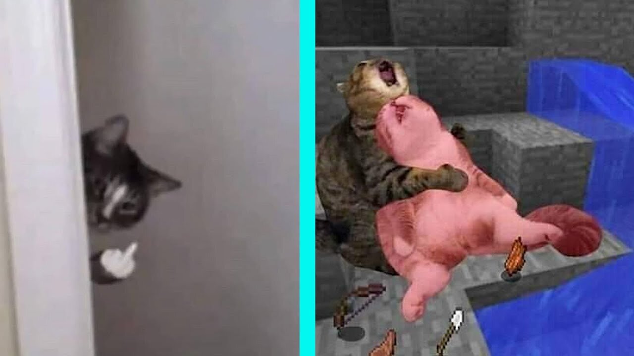 #shorts cat meme & kitten 💘 - funny cats