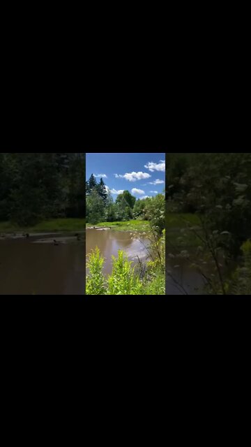 A swan with some ducks