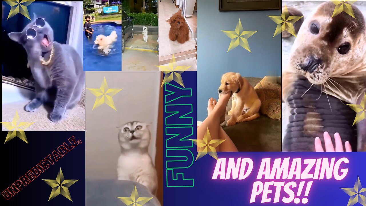 Angry, harmful, stubborn, funny pets.