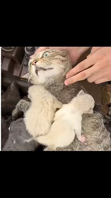 Brave ma rescues cat and kitten from perilous situation