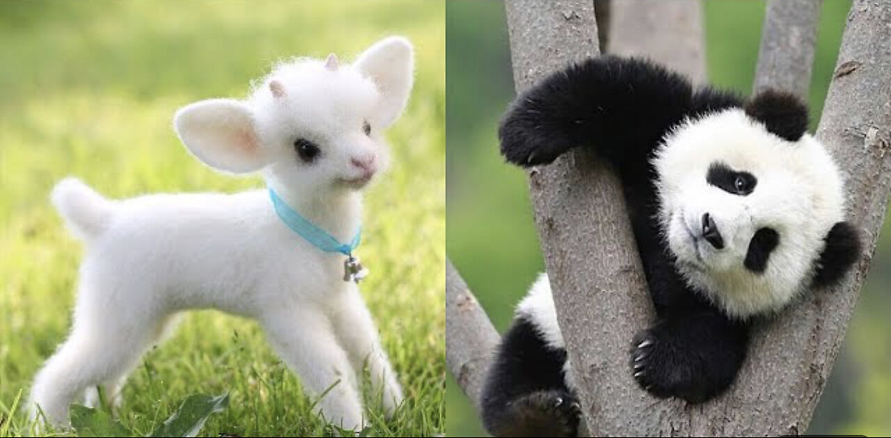 Cute animals videos compilation #4 | cute moments 2023