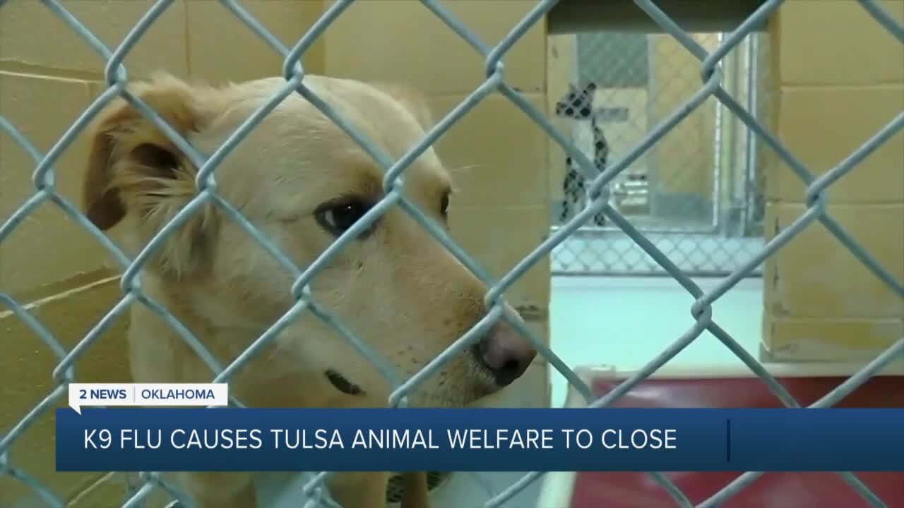 Tulsa Animal Welfare temporarily closing due to canine flu