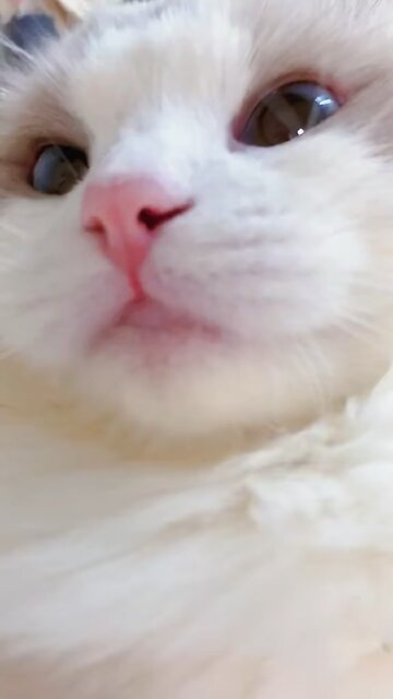 Cute cat #catlovers #cat #cats