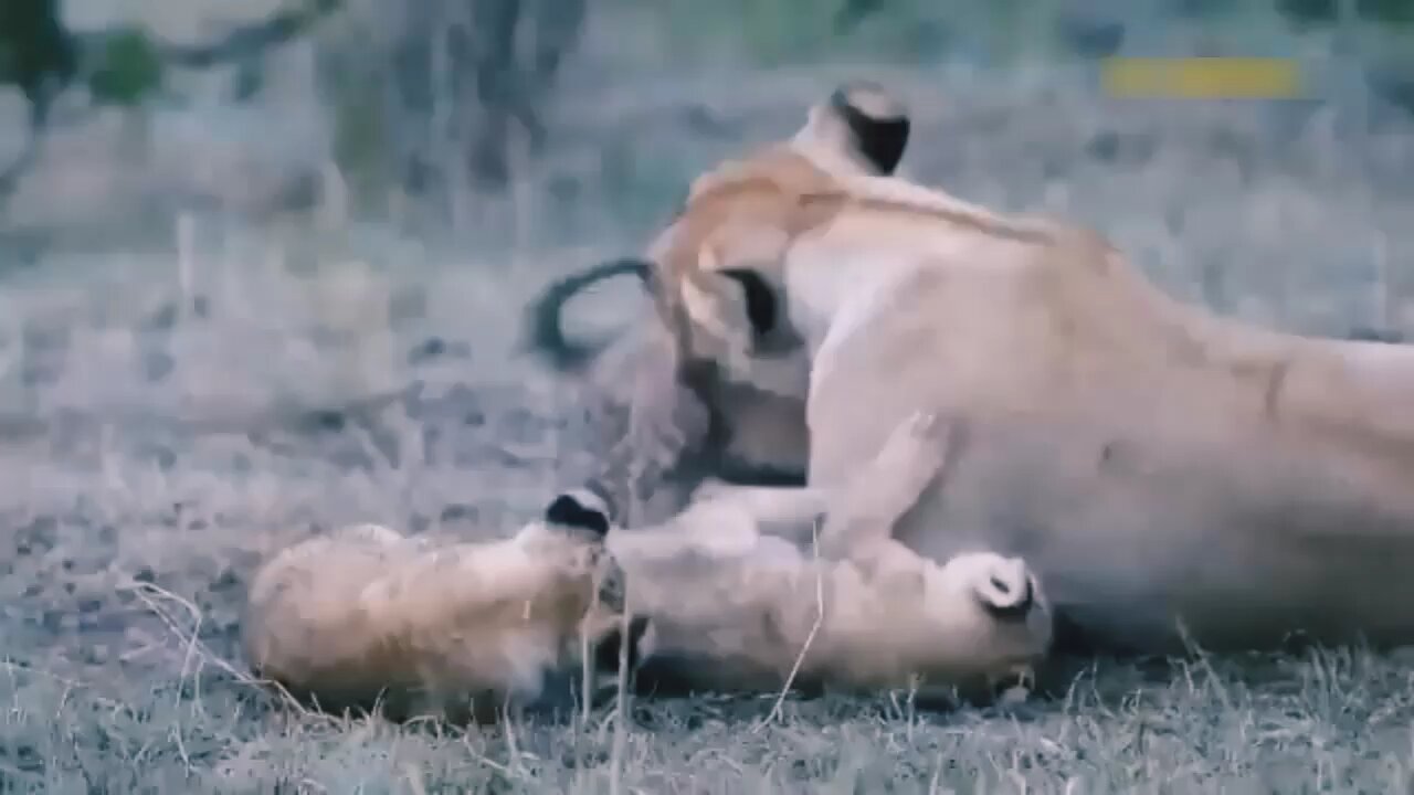 Elephant Show Strength! Lion DiedTragically When Being Tortured By Africa'sMost Dangerous Elephant