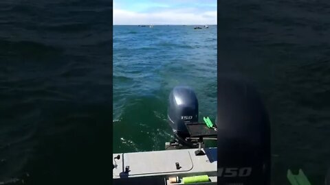 Choppy Waters no Problem!