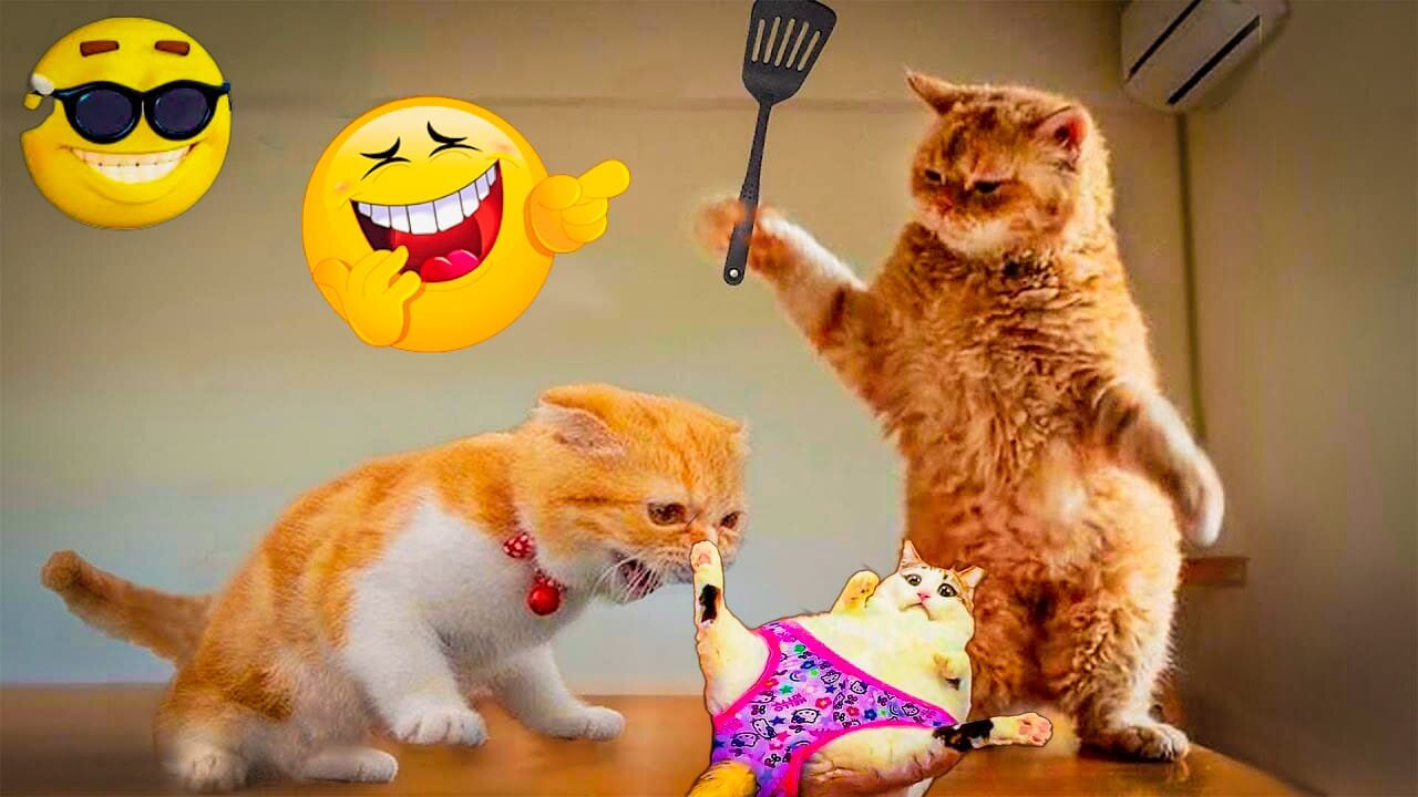 Most Funny Cat Video for kids / Talking cats 2023