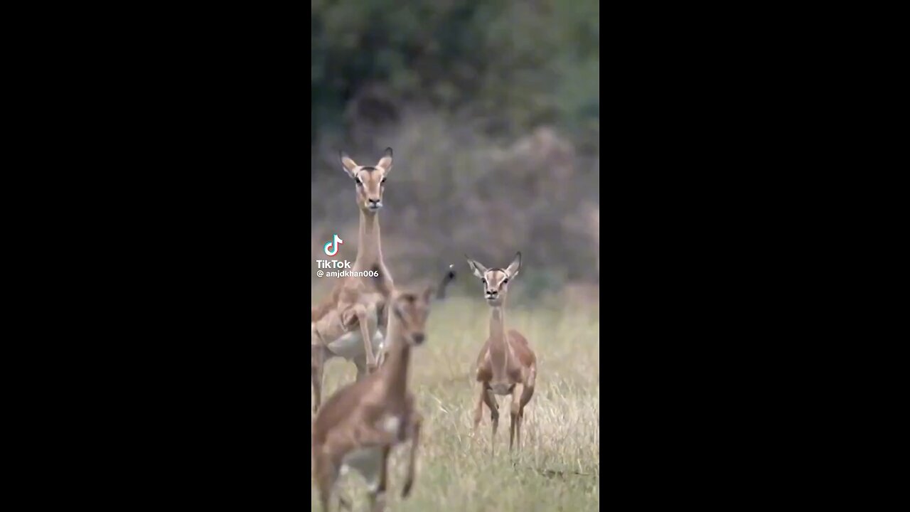 Enjoy dear jumping