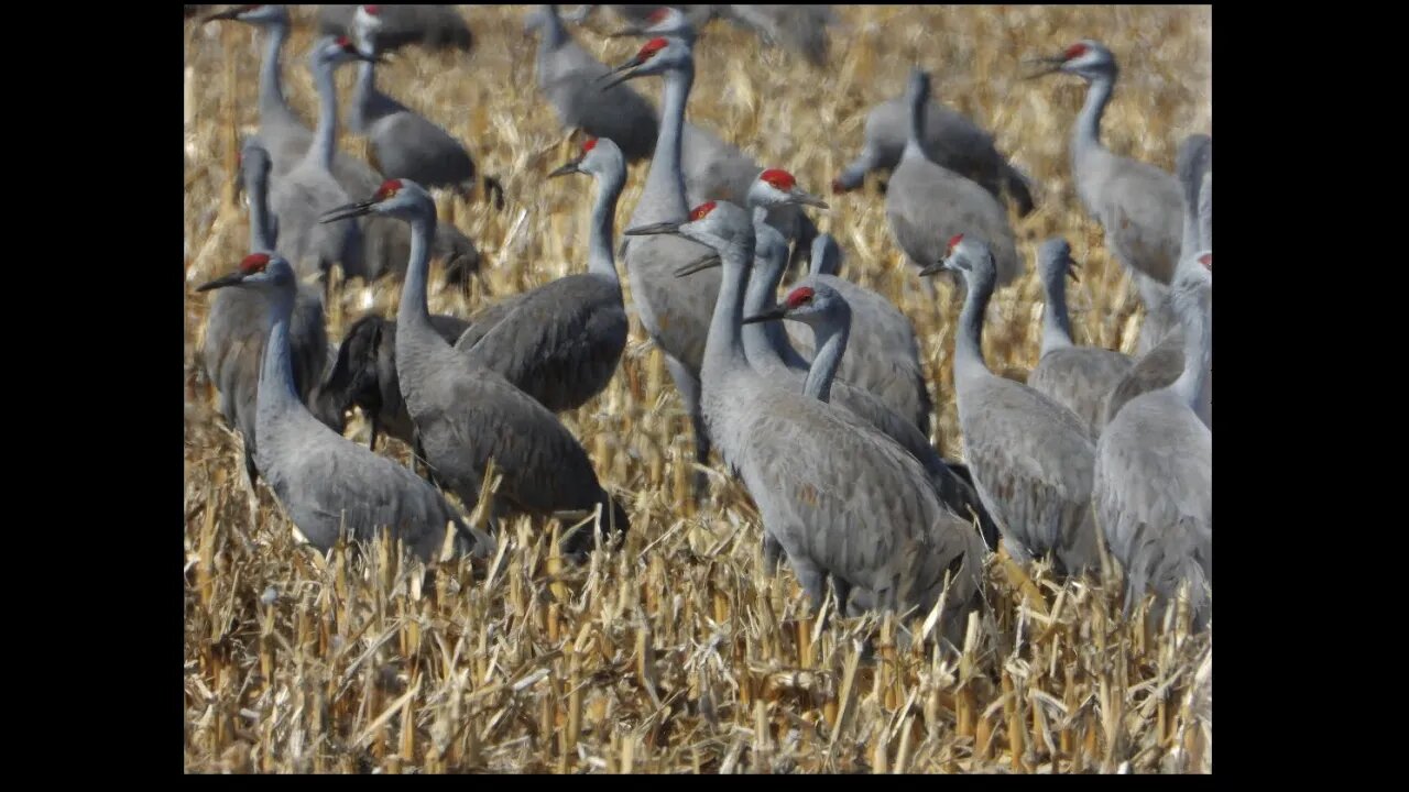 Sandhill Cranes