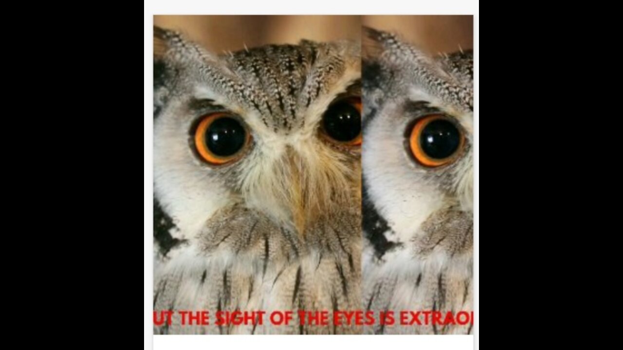 Terrible but the sight of the eyes is extraordinary