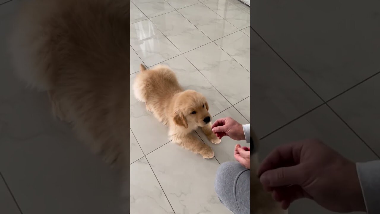 10 Week old Puppy Doing Tricks!