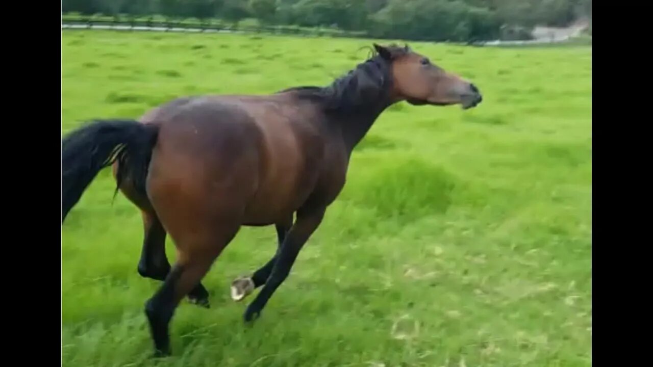 Hunting horses away in the pasture. Review of Tuppy's bad skin condition and treatment