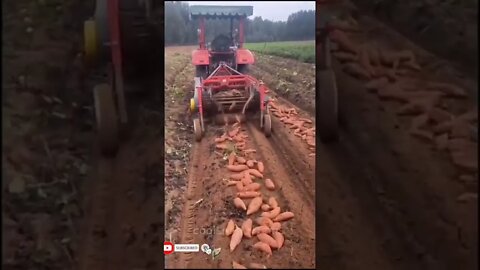 amazing sweet potato harvesting machine #shorts #harvesting #youtubeshorts #viral