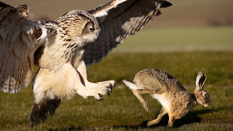 Owl eats Rabbit