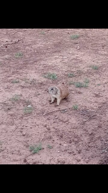 𝓟𝓡𝓐𝓘𝓡𝓘𝓔 𝓢𝓠𝓤𝓘𝓡𝓡𝓔𝓛𝓢!