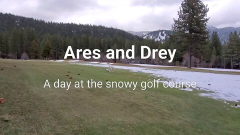 Ares and Dray the Pyredor at golf course