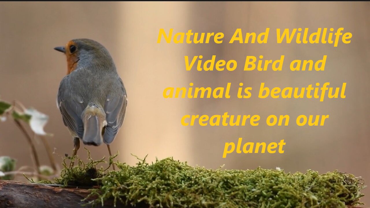 Nature And Wildlife Video Bird and animal is beautiful creature on our planet 2020