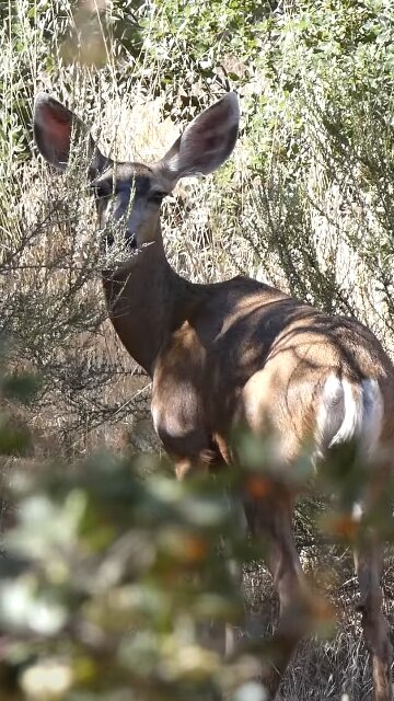 Mule Deer 🦌Big Eared Doe