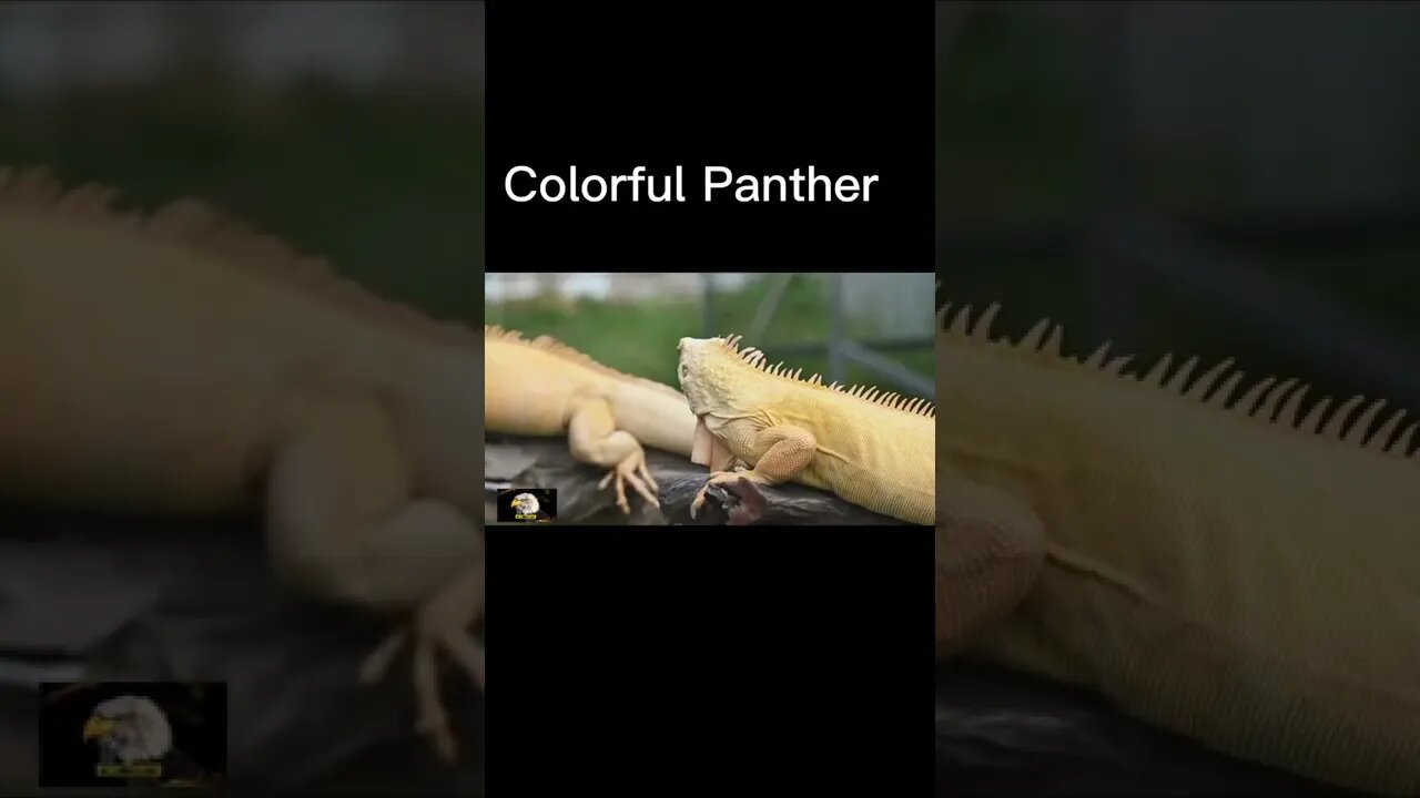 so Amezing video