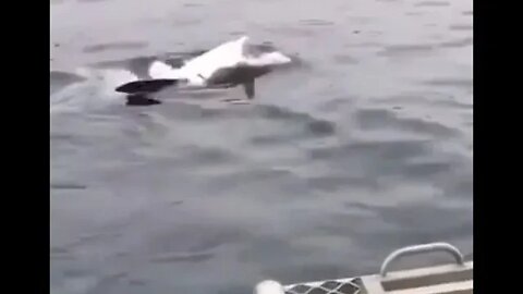 Great white shark swimming on its back - Daily Dose of Nature