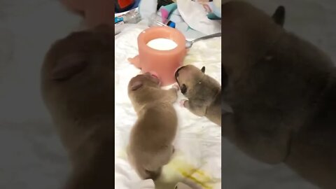 🐕Taking a Bottle. So Cute!🐕🐾