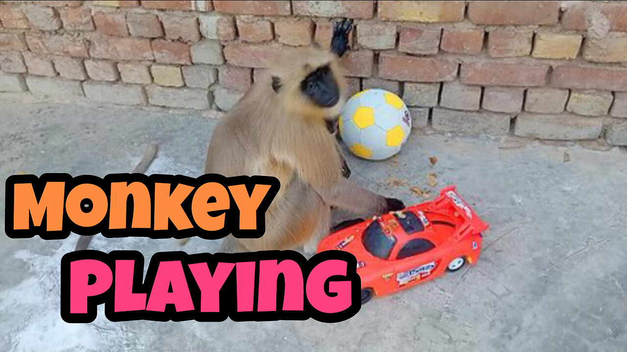 Monkey playing with toys