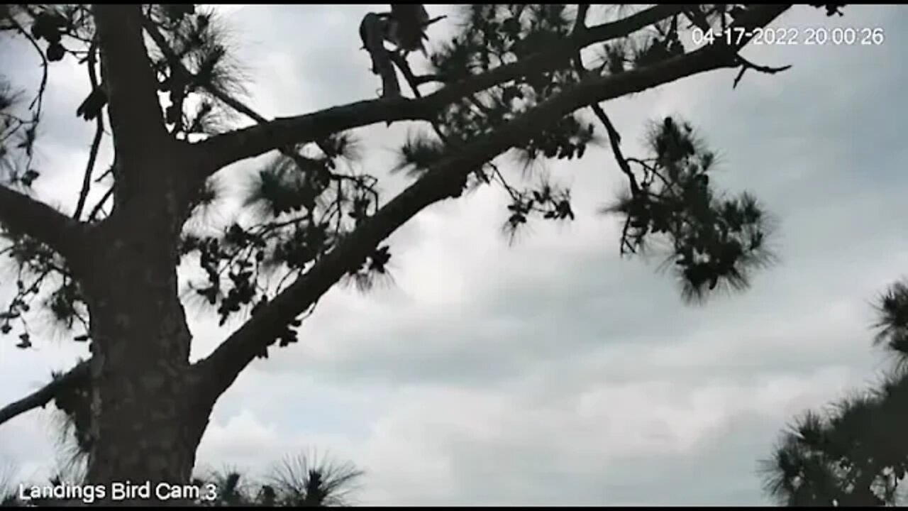 Owlet Flies Higher Up In The Tree 🦉 4/17/22 19:58