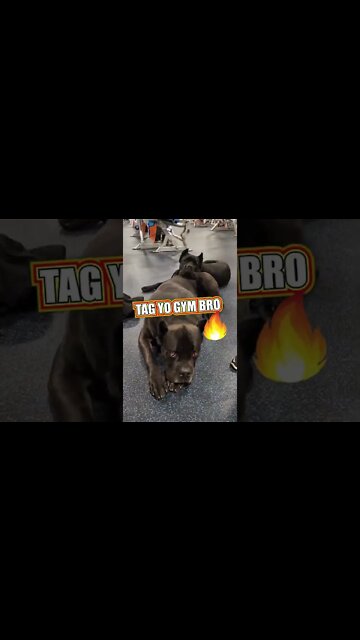 Cane Corso GYM BROS #shorts #funny #pets
