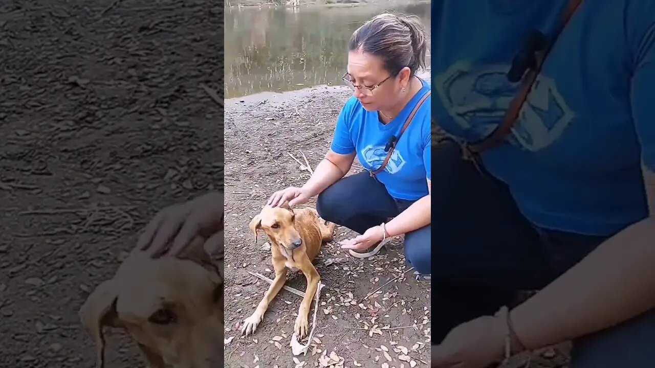 THE POWER OF LOVE #kisahnyata #dog #kartun #shorts