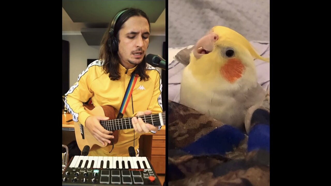 parrot singer