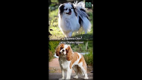 Japanese chin VS king charles spanile