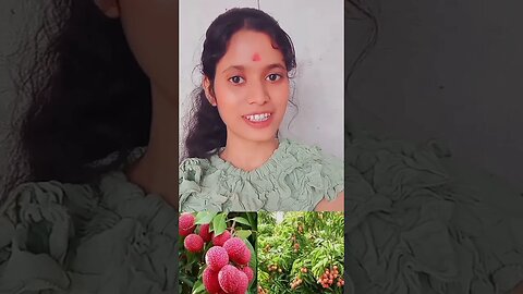 लीची का पेड़ को संस्कृत में क्या कहते हैं