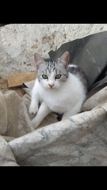 Luna and Filemon are having fun on the farm.