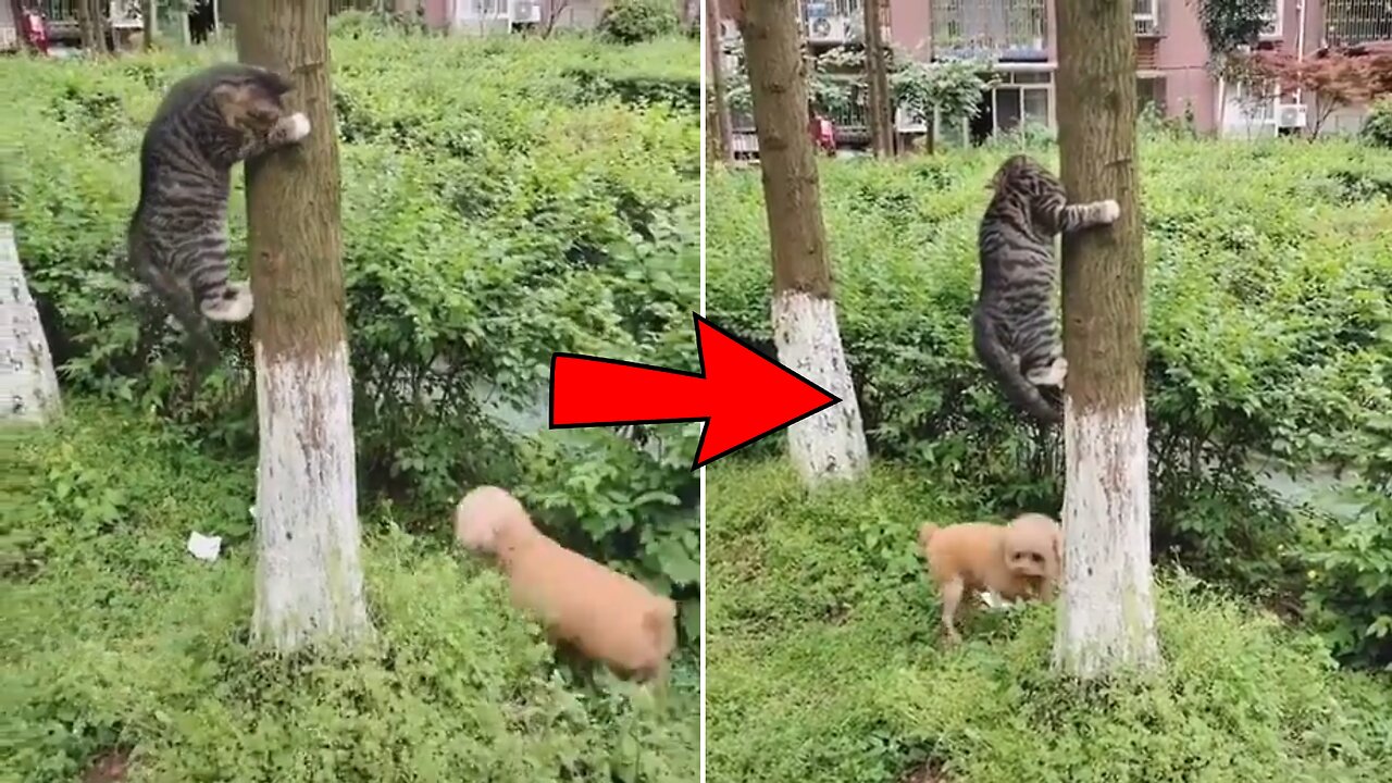 Cat Plays Hide And Seek With A Dog