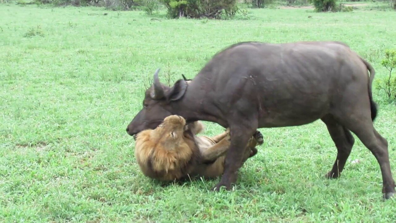 EXTREMELY RARE!!! Fearless Male Lion attacks Buffalo Herd, ALONE!!!