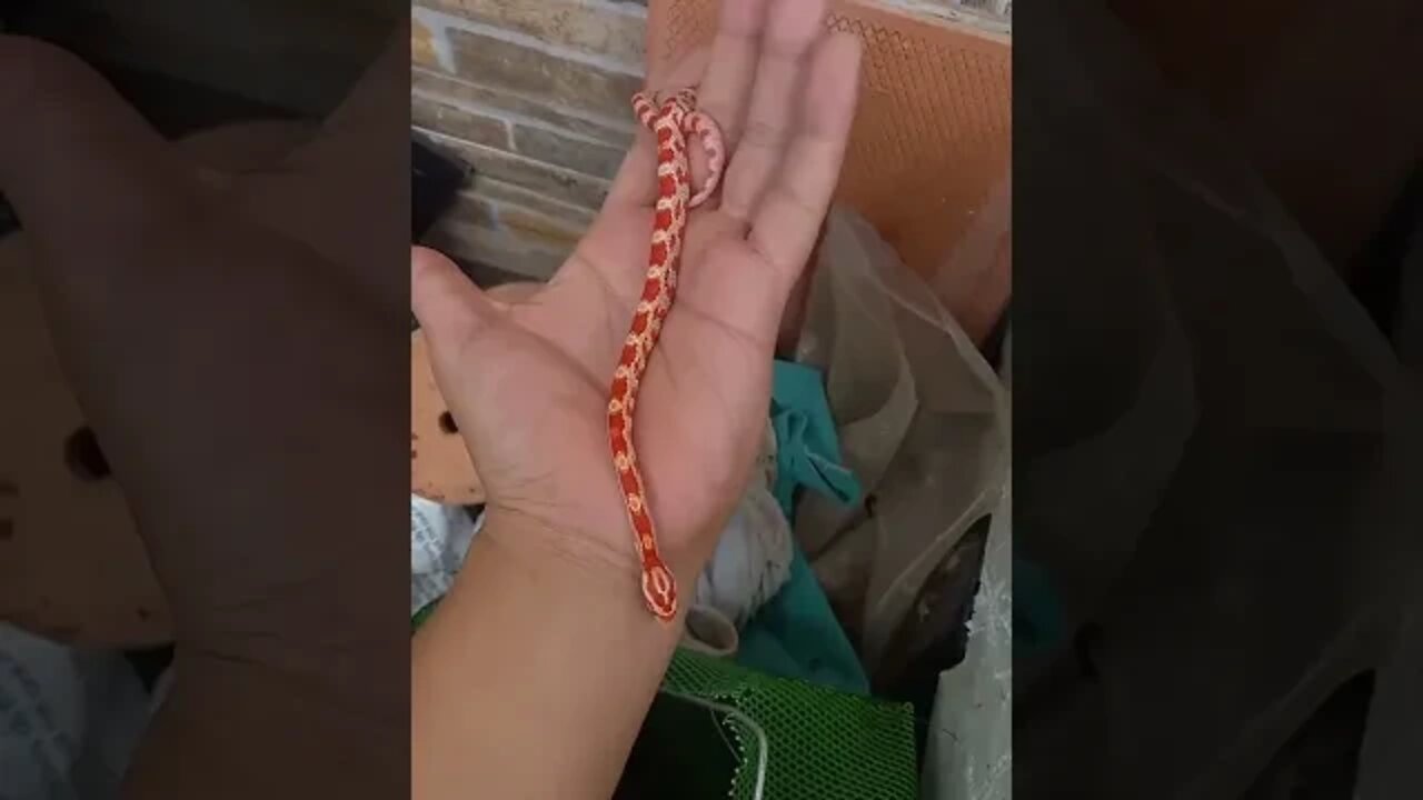 Unusual Red Green Snake