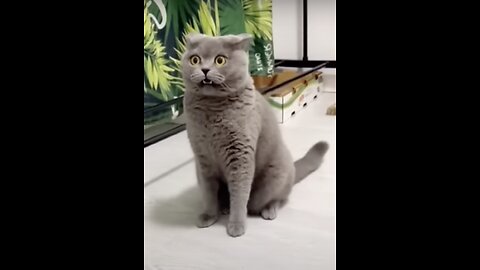 Funny Animals Try Not To Laugh