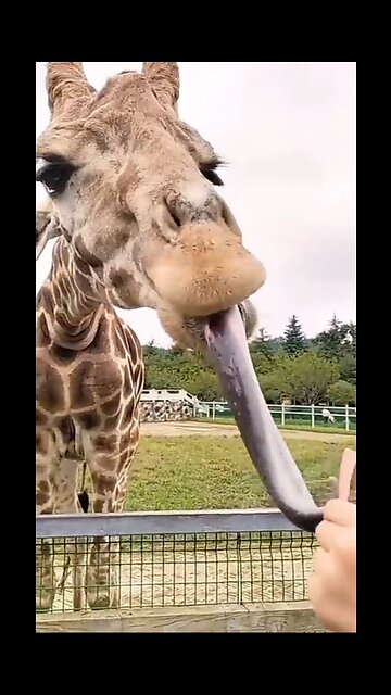 Funny and cute animal video Try now to laugh or smile