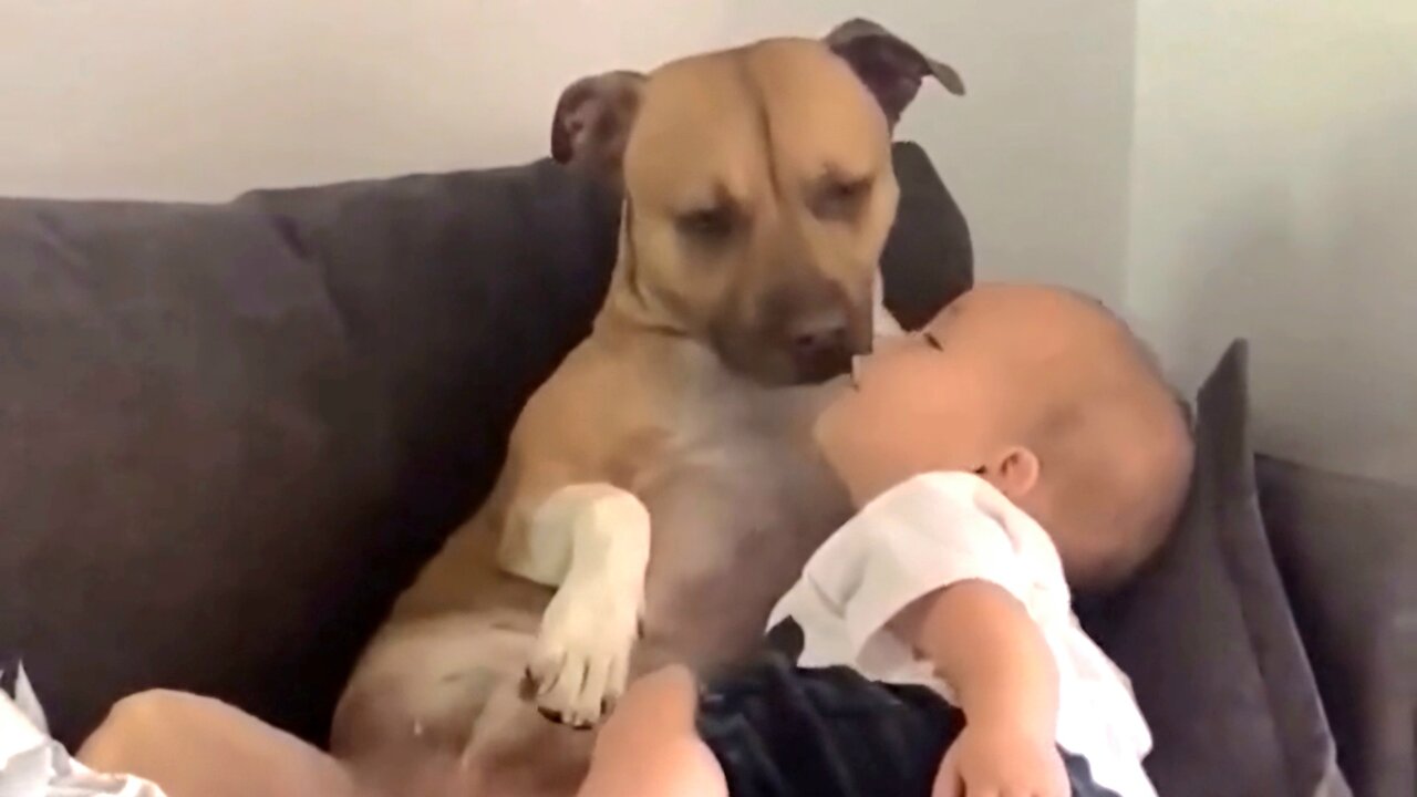 "Animal Antics: Funniest Pet Moments Ever!"