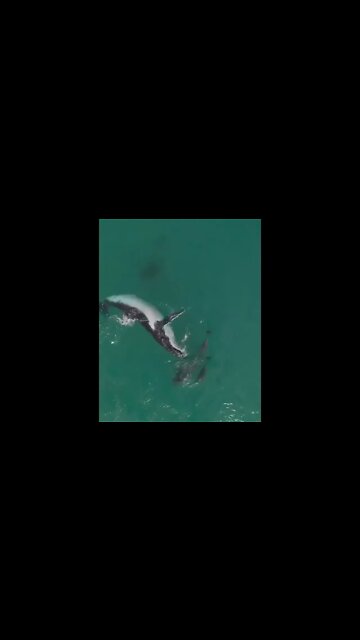 An incredibly beautiful footage of a hump back whale swimming and interacting with its cousins. 🐋🐬