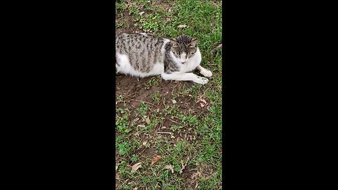 A cute and beautiful cat is resting