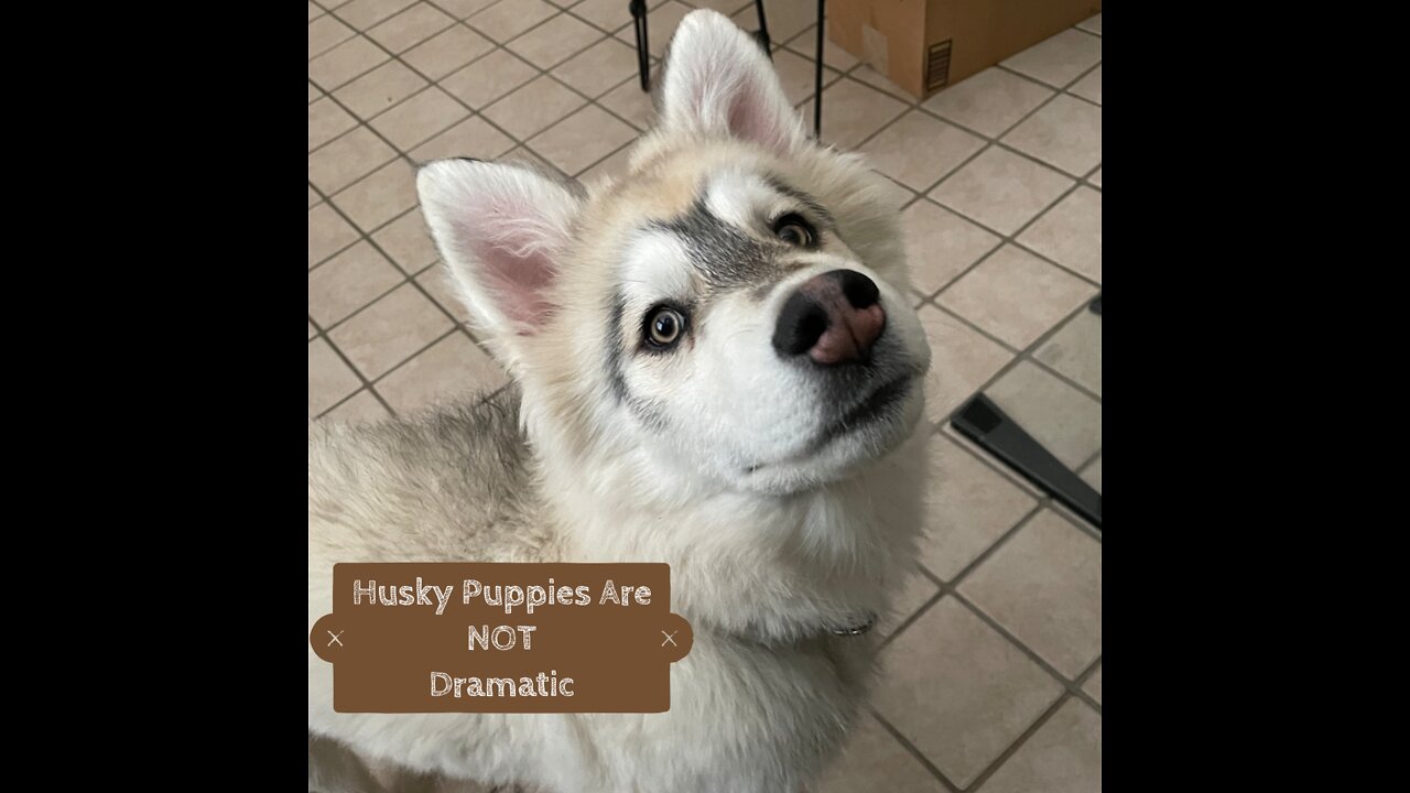 Huskies are soooo NOT dramatic…