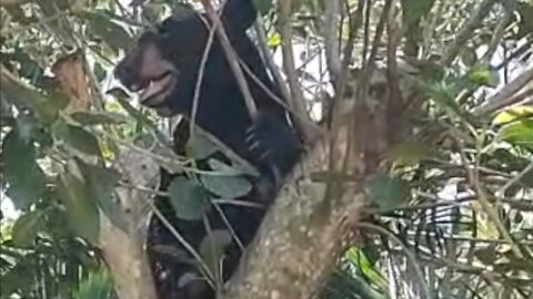 Black bear spotted roaming in Jupiter