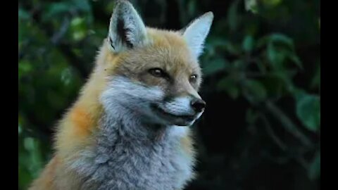 Animal Rescue: Beautiful Fox Rescue