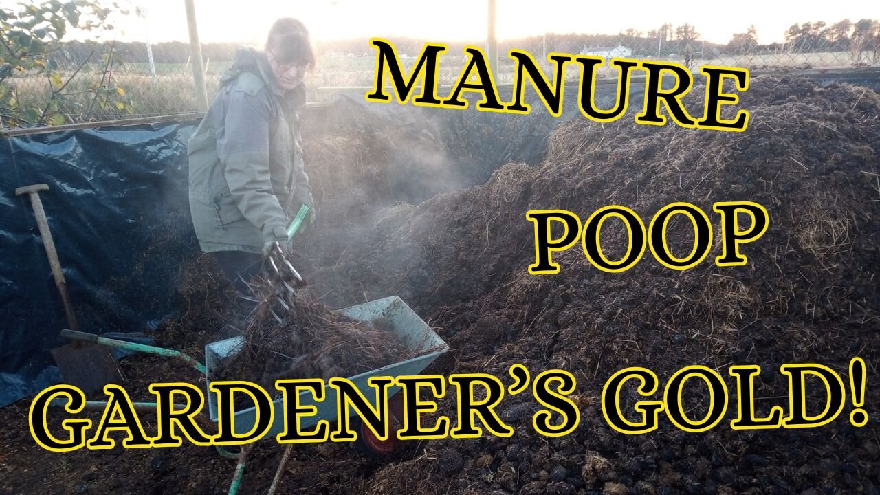 It's manure time on the allotment!